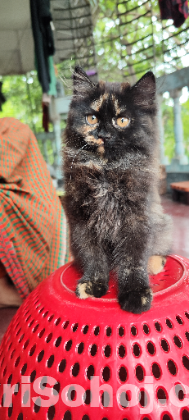 Pure Persian Cat